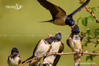 Tìm hiểu về yến sào - Tổ yến làm từ gì - Nguồn gốc và tác dụng phụ