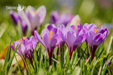 Yến chưng saffron nhụy hoa nghệ tây - Sự kết hợp từ 2 thần dược