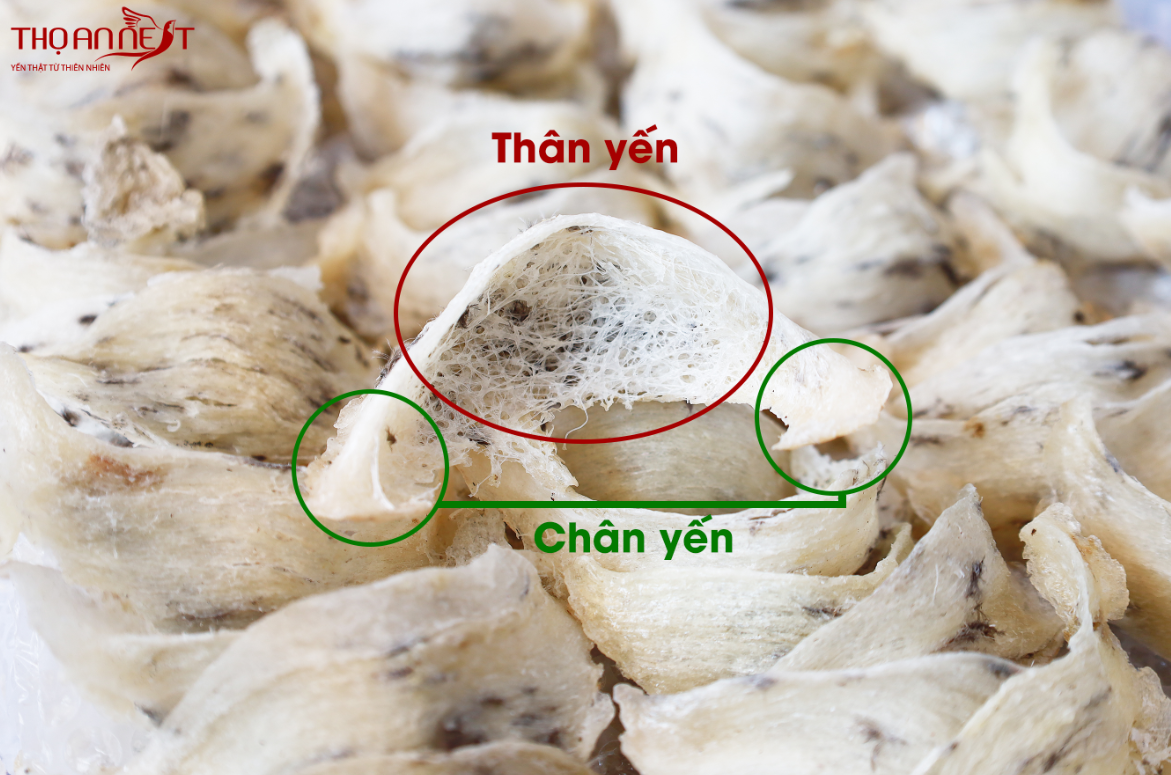 Chân Yến Thô Bao Nhiêu Tiền 1 Lạng?